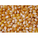 Yellow corn Reputed Supplier From Farm of India